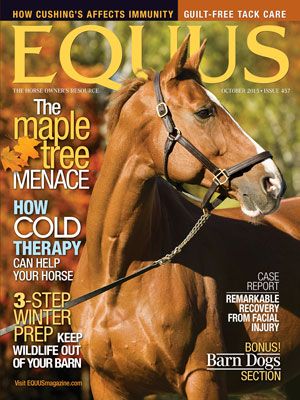 EQUUS magazine cover shot of brown horse.